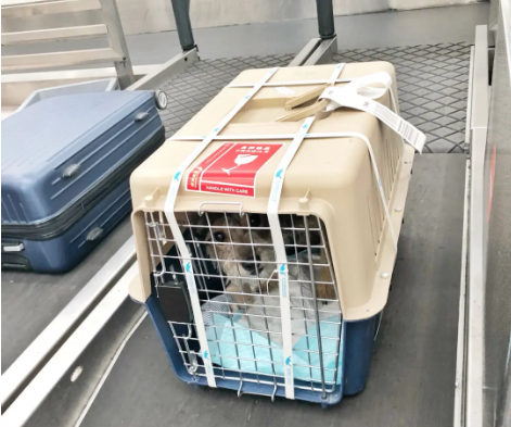 郑州宠物托运 宠物托运公司 机场宠物托运 宠物空运